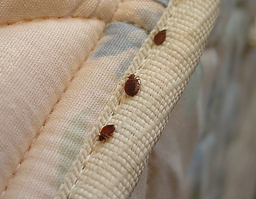 efectivos control de plagas en chinches de cama