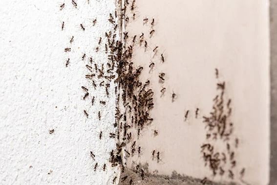 efectivos control de plagas en hormigas