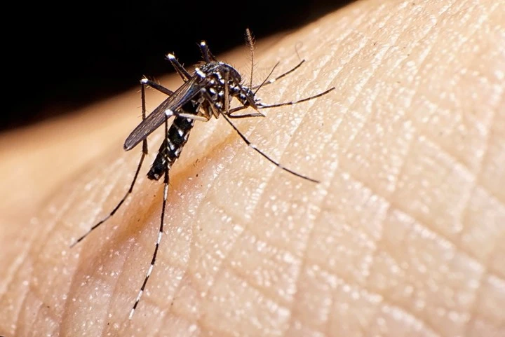 efectivos control de plagas en mosquitos
