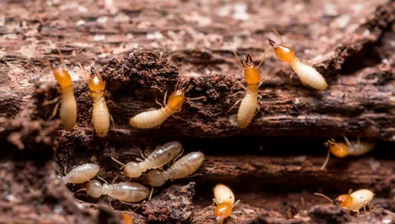 efectivos control de plagas en termitas